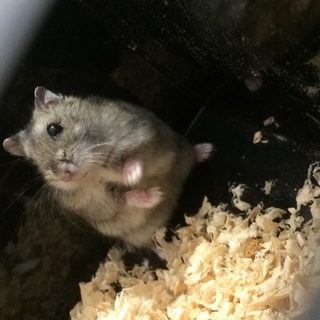 生後３ヶ月ハムスター♂