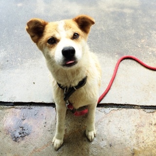 飼い主持ち込みの母娘を助けて下さい《母  ごろえ》