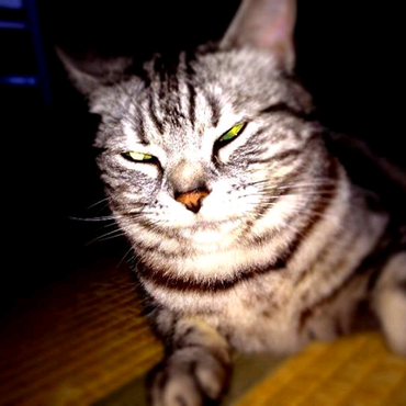 の写真