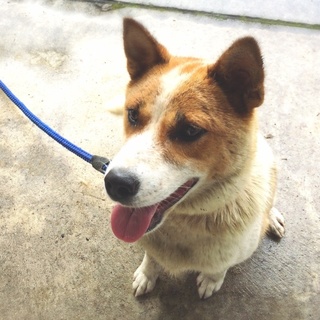 飼い主持ち込みの母娘を助けて下さい《娘  まめ》