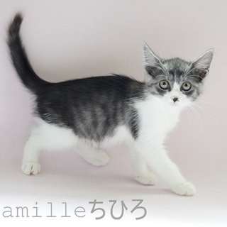 子猫のちひろちゃん里親募集中