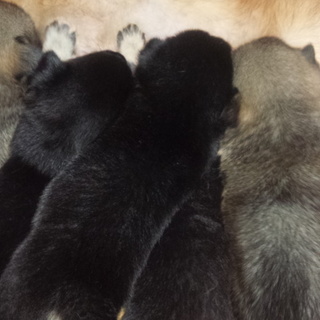 子犬　茶メス一匹　黒オス一匹