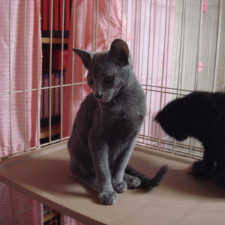 人馴れした可愛いロシアンブルーです。