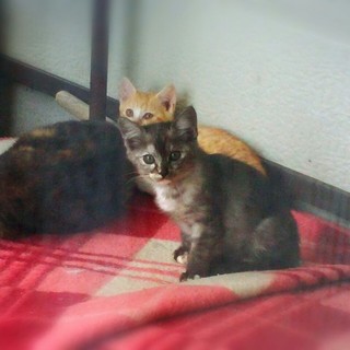 サビ柄の黒グレーっぽい気弱な子♪