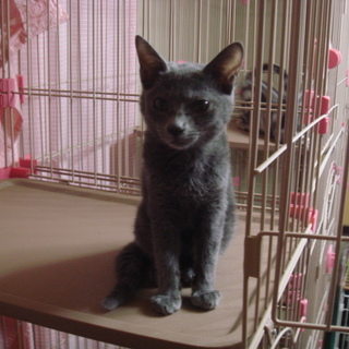 人馴れした可愛いロシアンブルーです。