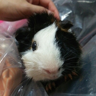 保護モル『セサミ』　里親さま募集