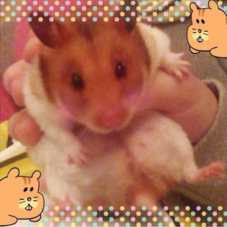 ゴールデンハムスター1匹詳細必読