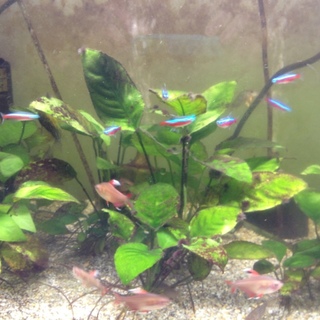 小型カラシンとステルバイ