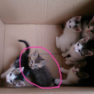 ママパパさん募集