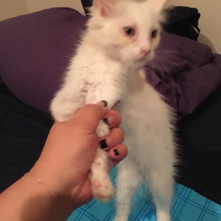 大音量ゴロゴロ！人間大好きロン毛白猫ちゃん