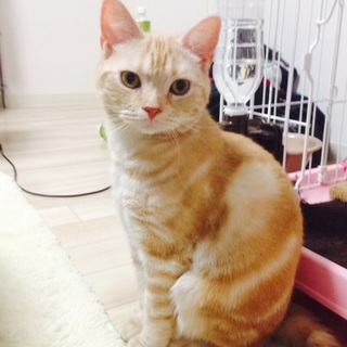 元気いっぱい男の子♪アメショちゃん