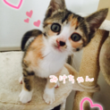 ミルクで育った人が大好きな甘えんぼキョウダイ♥