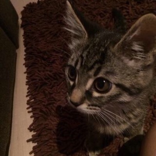 3ヶ月 人懐こい元気な男の子