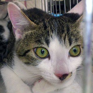 きっとデッカクなるキジ白