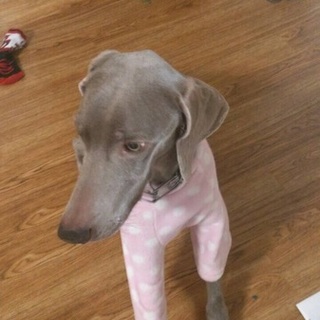 ワイマラナー4歳の男の子