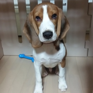 元気なビーグルです！可愛がってくれる人募集します。