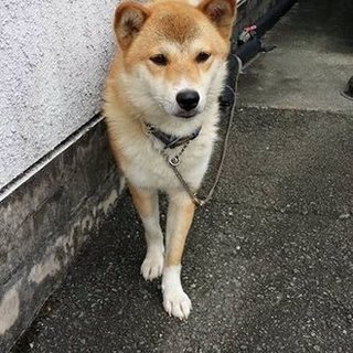 保健所オススメ！！いい子です・柴犬の男の子