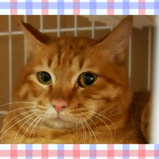 急募！可哀想なトラ吉くん！