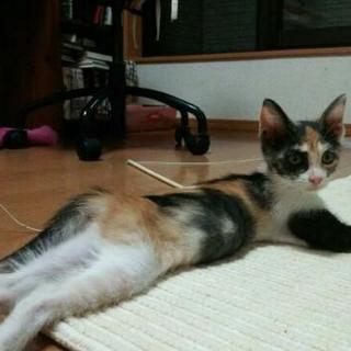 本末転倒！猫ボラの運命かかってます！