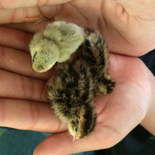 姫&並うずらのヒナ