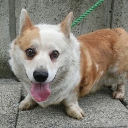 郡山市保健所　定期譲渡会