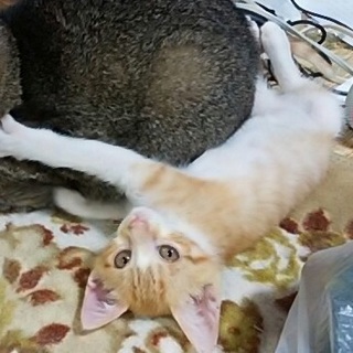 ☆可愛い茶トラ　男子　小虎くん☆