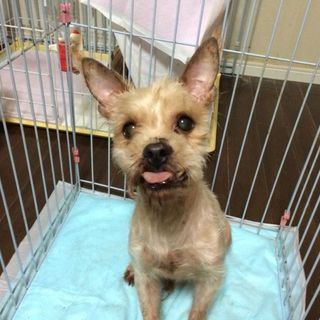 「タータン」人懐こく穏やか