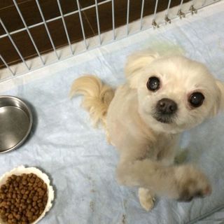 「ウチャッピー」人懐こいですが、臆病