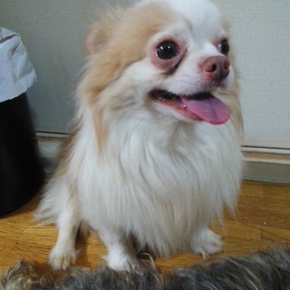 只今、一時預かりの里親様宅で特訓中です。