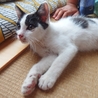 人懐っこい元気な子猫です。白黒牛柄・短いしっぽ サムネイル2