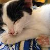 人懐っこい元気な子猫です。白黒牛柄・短いしっぽ サムネイル3