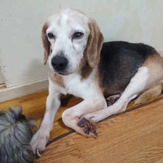 家庭の愛情を知らないビーグルです