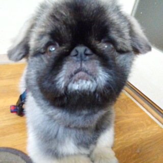 噛み癖を徹底的に躾け直し中