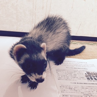 フェレット里親募集