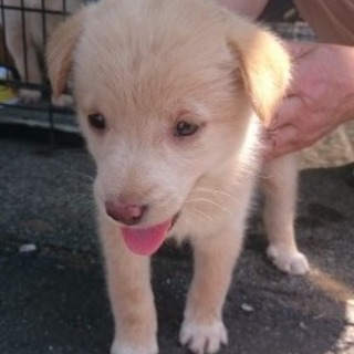 1.5か月　メス　クリーム色