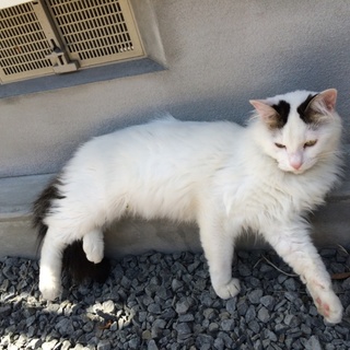 甘えん坊♂きあくん