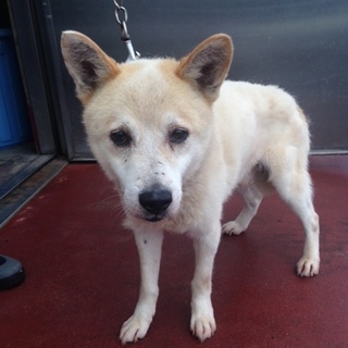 大人しい中型ワンコの家族募集！！男の子です。