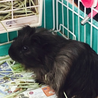 可愛がってくれる方