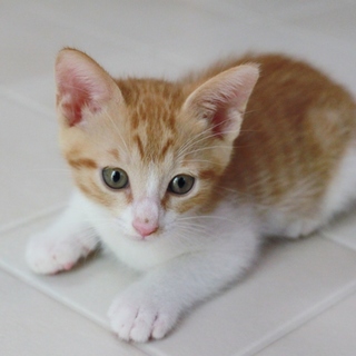 肩乗り子猫　みたらしくん