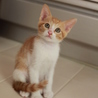 肩乗り子猫　みたらしくん サムネイル2
