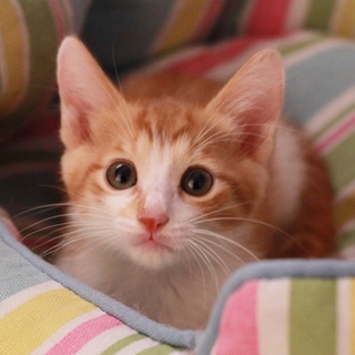 陽気な茶白少年　すずしろくん