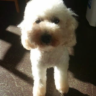 性格良いプードルちゃん。