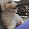 性格良いプードルちゃん。 サムネイル2