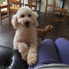 性格良いプードルちゃん。 サムネイル3