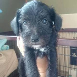 里親になってくれる方お願い致します。