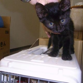 可愛い黒猫の子猫ちゃんです　神戸