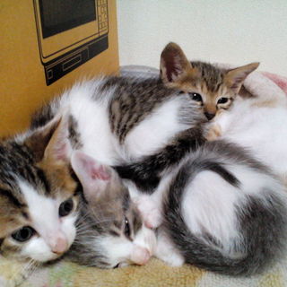 5月２０日生まれの子猫里親募集いたします。