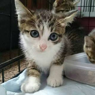 この子を家族に迎えて下さい！