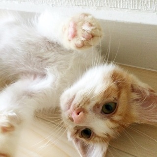 おっとり甘えん坊な男の子です