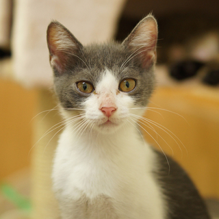 おっとり甘えん坊つくし君